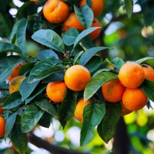 Navelinas y Clementinas ecológicas. Caja de 10kg de Navelinas y 5kg de Clementinas